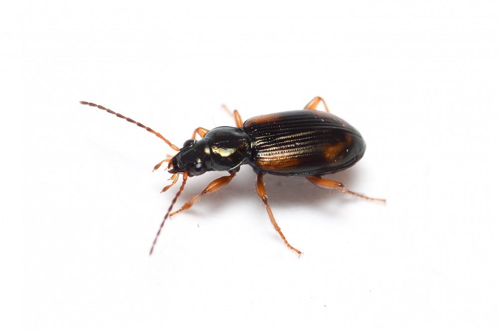 Ground beetle image